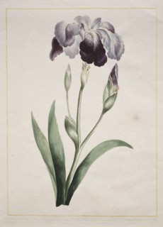 Japanese Iris (Large Blue Iris), 1801. John Edwards (British). Etching, hand colored; image: 32.4 x