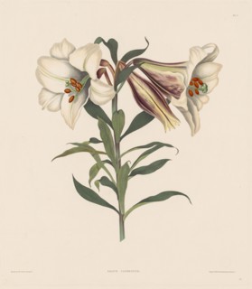 A Selection of Hexandrian Plants, belonging to the natural order of Amaryllidae and Liliacae: