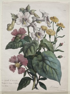 Cours d'Histoire Naturelle, contenant les principales espèces du règne animal, classées