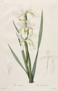 Gold-banded Iris, 1812. Henry Joseph Redouté (French, 1766-1853). Stipple, roulette and line