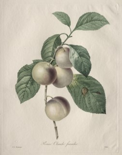 Reine Claude Plum, 1827. Henry Joseph Redouté (French, 1766-1853). Stipple, roulette and line