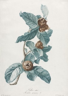 Cultivated Medlar (Mespilus germanica), c. 1800. Gerard van Spaendonck (Dutch, 1746-1822). Stipple