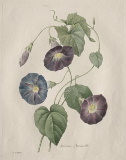 Star-glory Morning-glory, 1827. Henry Joseph Redouté (French, 1766-1853). Stipple, roulette and