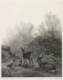 Deer at Rest. Karl Bodmer (Swiss, 1809-1893). Lithograph