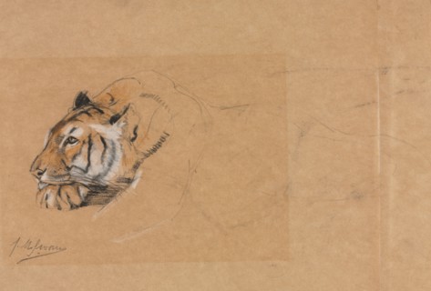 Tiger. John Macallan Swan (British, 1847-1910). Charcoal and chalk; sheet: 27.9 x 38.2 cm (11 x 15