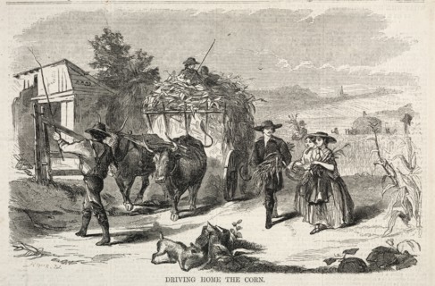 Driving Home the Corn, 1858. Winslow Homer (American, 1836-1910). Wood engraving