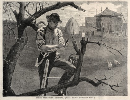 Spring Farm Work - Grafting, 1870. Winslow Homer (American, 1836-1910). Wood engraving