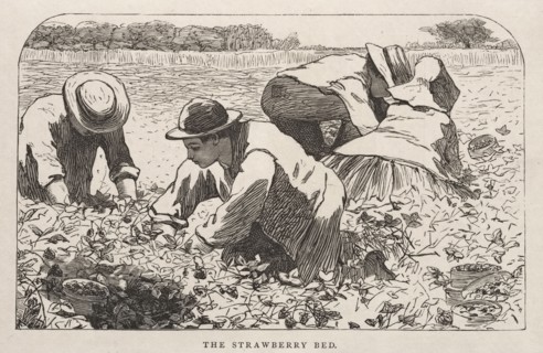 The Strawberry Bed, 1868. Winslow Homer (American, 1836-1910). Wood engraving
