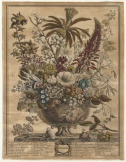 Twelve Months of Flowers:  December, 1730. Henry Fletcher (British, active 1715-38). Engraving,