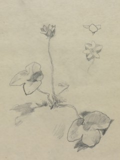 Anemone. John La Farge (American, 1835-1910). Pencil
