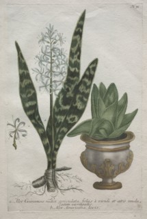 Aloes. Bartholomaus Seutter (German, 1678-1754), Johann Jakob Haid (German, 1704-1767). Engraving