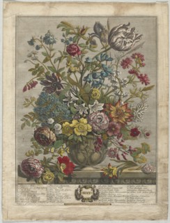 Twelve Months of Flowers:  May, 1730. Henry Fletcher (British, active 1715-38). Engraving,