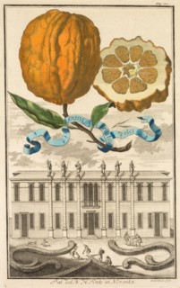 Nurnbergische Hesperides:  No. 185 - Aranzo Striato dolce.  Palazzo del N. H. Fonte in Noventa, c.