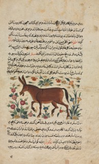 Khar (Ass), from a Nuzhat-nama-yi ala'i (Excellent Book of Counsel) of Shahmardan ibn Abi