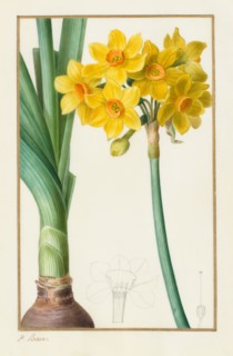 Polyanthus or Cluster Narcissus (Botanical: Narcissus tazetta), 1836. Pancrace Bessa (French,