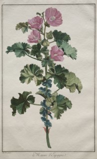 Recueil de vingtquatre plantes et fleurs:  Mallow, after 1772. De Seve (French). Engraving,
