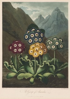 The Temple of Flora, or Garden of Nature:  A Group of Auriculas, 1803. Robert John Thornton