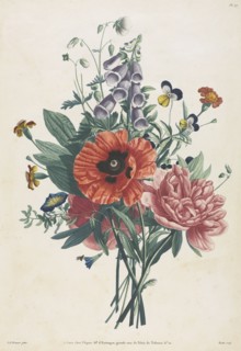 Collection of Flowers and Fruits Painted after Nature:  Bouquet of Foxglove, Clematis, Pansy,