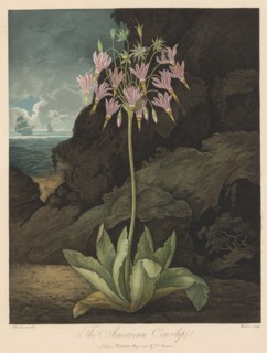The Temple of Flora, or Garden of Nature:  The American Cowslip, 1801. Robert John Thornton