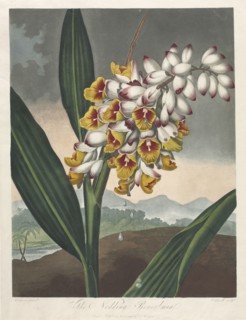 The Temple of Flora, or Garden of Nature:  The Nodding Renealmia, 1801. Robert John Thornton