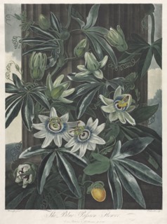 The Temple of Flora, or Garden of Nature:  The Blue Passion Flower, 1800. Robert John Thornton