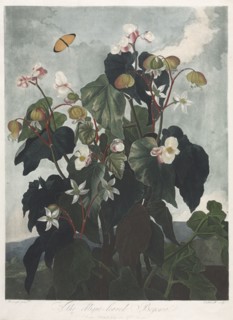 The Temple of Flora, or Garden of Nature: The Obique-leaved Begonia, 1800. James Caldwall (British,