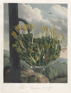 The Temple of Flora, or Garden of Nature:  The American Aloe, 1807. Robert John Thornton (British,