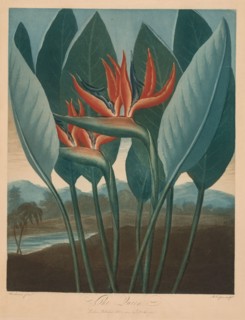 The Temple of the Flora: The Queen. R. Cooper (British), Robert John Thornton (British, 1768-1837).