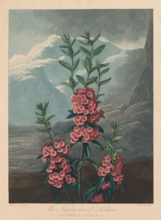 The Temple of Flora, or Garden of Nature:  The Narrow-leaved Kalmia, Mountain Laurel, 1804. Robert