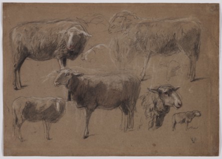 Studies of Sheep, second half 1800s. Anton Mauve (Dutch, 1838-1888). Black and white chalk, with