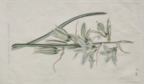 The Botanical Magazine or Flower Garden Displayed:  Star of Bethlehem, 1794. William Curtis