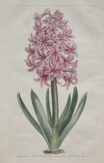 The Botanical Magazine or Flower Garden Displayed:  Garden Hyacinth, 1806. Thomas Curtis (British,