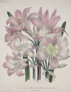 Belladonna Lily:  Amaryllis belladonna. Jane Loudon (British, 1807-1858). Lithograph