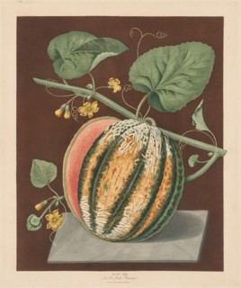 Pomona Britannica:  No. 64 - Scarlet Flesh Romana Melon, 1812. George Brookshaw (British). Aquatint