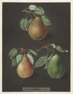 Pomona Britannica:  No. 82 - Pears, 1807. George Brookshaw (British). Aquatint