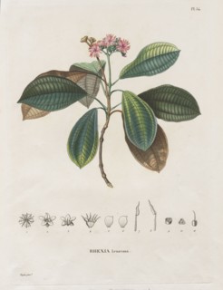 Voyage aux Régions équinoxiales du nouveau continent, fait dans les années 1709 à 1804: