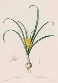 Les Liliacées:  Amaryllis Lutes, 1802-1816. Henry Joseph Redouté (French, 1766-1853). Stipple and