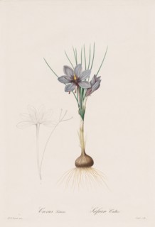 Les Liliacées:  Crocus Sativus, 1802-1816. Henry Joseph Redouté (French, 1766-1853). Stipple and