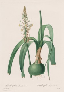 Les Liliacées:  Ornithogalum longibracteatum, 1802-1816. Henry Joseph Redouté (French, 1766-1853).