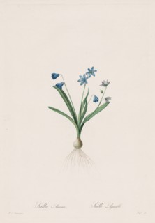 Les Liliacées:  Scilla amaena, 1802-1816. Henry Joseph Redouté (French, 1766-1853). Stipple and