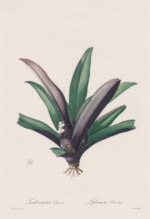 Les Liliacées:  Tradescantia discolor, 1802-1816. Henry Joseph Redouté (French, 1766-1853). Stipple