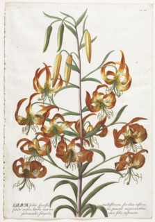 Plantae Selectae:  No. 11 - Lily. Georg Dionysius Ehret (German, 1708-1770), Christopher Jacob Trew