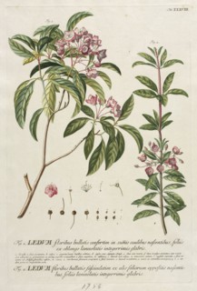 Plantae Selectae:  No. 38. Georg Dionysius Ehret (German, 1708-1770), Christopher Jacob Trew