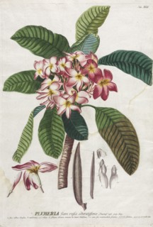 Plantae Selectae:  No. 41. Georg Dionysius Ehret (German, 1708-1770), Christopher Jacob Trew