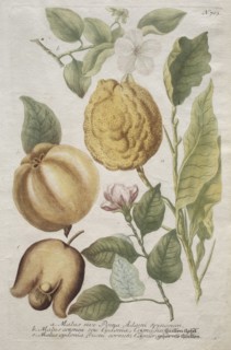 Phytanthoza iconographia:  No. 703. Johann Wilhelm Weinmann (German), Bartholomaus Seutter (German,