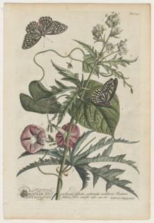 Plantae et papiliones rariores:  No. 7, 1748. Georg Dionysius Ehret (German, 1708-1770). Engraving,