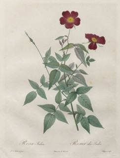 Les Roses:  Rosa indica, 1817-1824. Henry Joseph Redouté (French, 1766-1853). Stipple and line