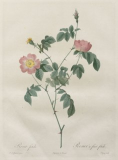 Les Roses:  Rosa indica, 1817-1824. Henry Joseph Redouté (French, 1766-1853). Stipple and line