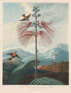 The Temple of Flora, or Garden of Nature:  Large Flowering Sensitive Plant, 1799-1807. Robert John