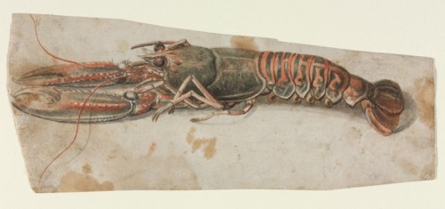 Lobster (recto) Sketch of an Armoured Male Figure (verso) , 1600s. Anonymous. Brush and black, gray